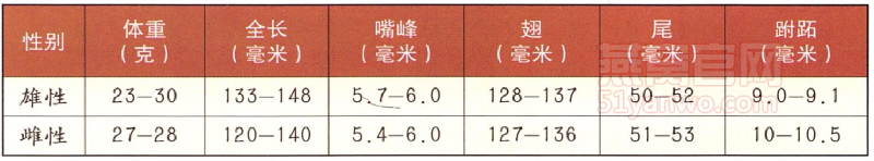 小白腰雨燕身体特征数据