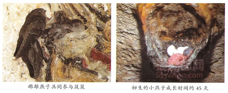 金丝燕雌雄共同参与筑巢；初生的小燕子成长时间约45天；